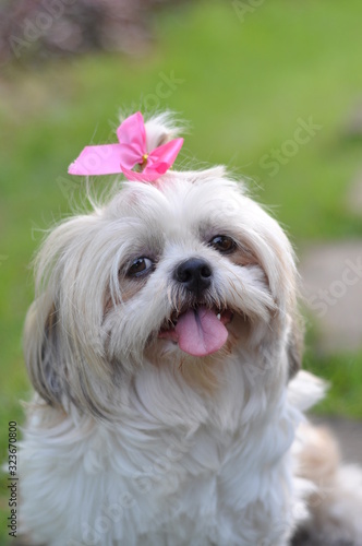 portrait of a dog