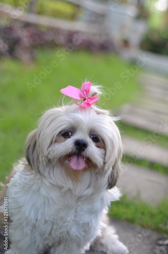 portrait of a dog