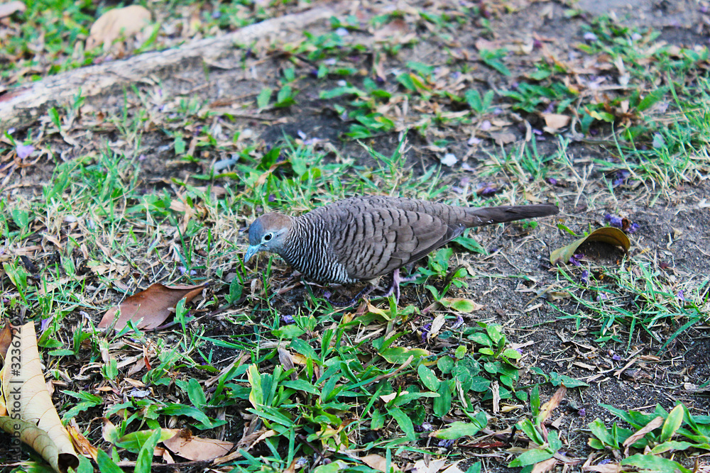 A Zebra Dove or Barred ground Dove or Javanese striated Ground Dove looking for food along the ground A Zebra Dove or Barred ground Dove or Javanese striated Ground Dove looking for food along the ground