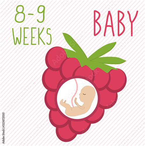 Raspberry. pregnancy development, size of embryo for 26-27 weeks. compare with fruits. Human fetus inside the womb 2 months.