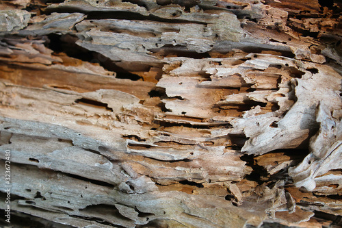 Tree trunk that was destroyed by termites