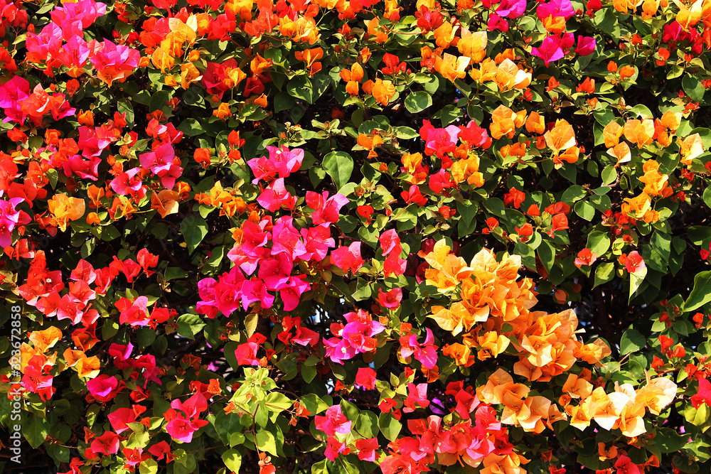 Beautiful red,pink and yellow bougainvillea flowers