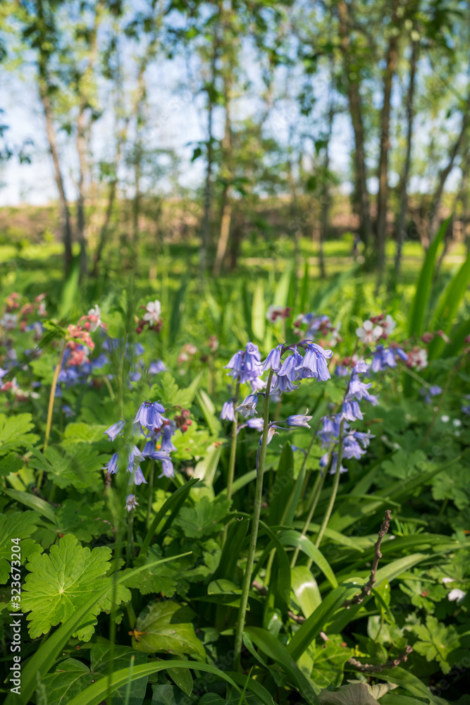 Jacinthe des bois Jacinthe des bois
