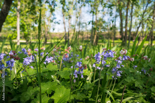 Jacinthe des bois 