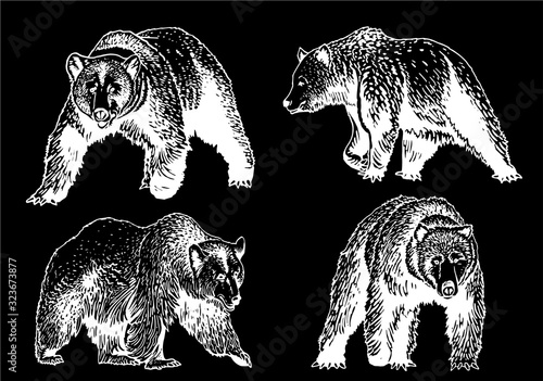 Graphical set of grizzly bears isolated on black,vector engraved  illustration