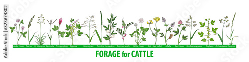 Hand drawn set of illustrations with forage plants for cattle  food for cows.