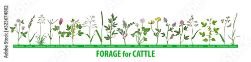 Foto Hand drawn set of illustrations with forage plants for cattle, food for cows