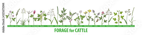 Hand drawn vector  set of illustrations with forage plants for cattle, food for cows.