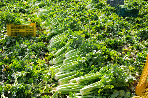 Crop of celery on farm field photo