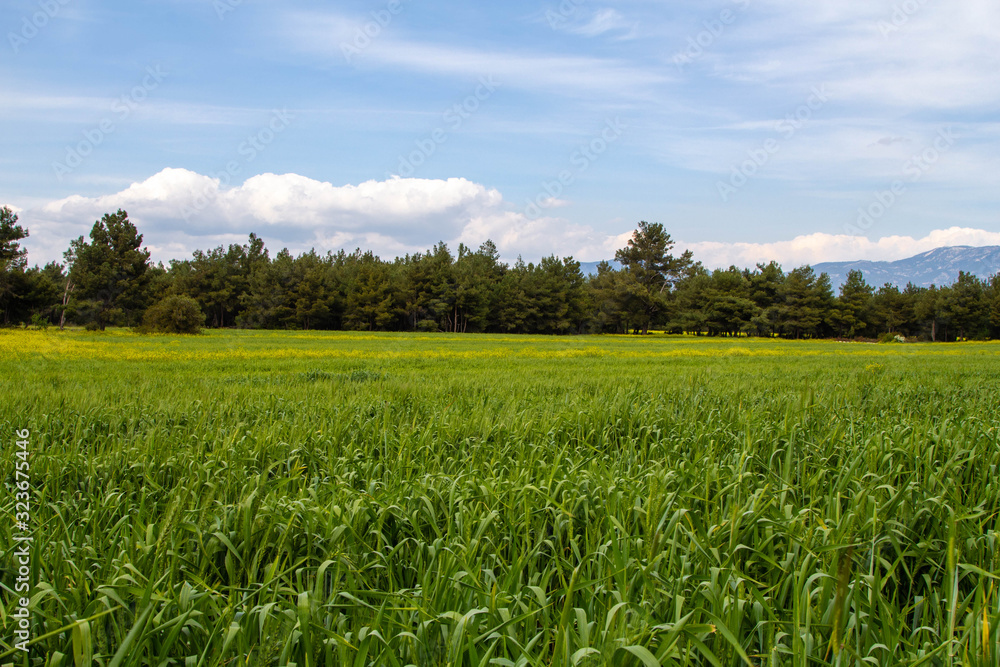 A corn field in spring with beatiful light HDR stock photo A corn field in spring with beatiful light HDR stock photo