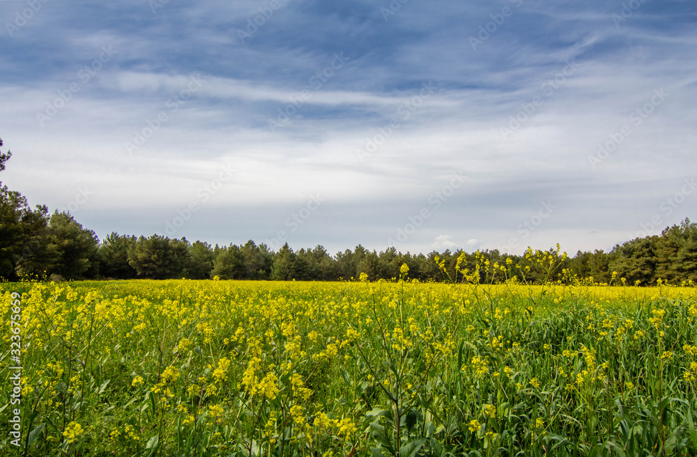 A corn field in spring with beatiful light HDR stock photo