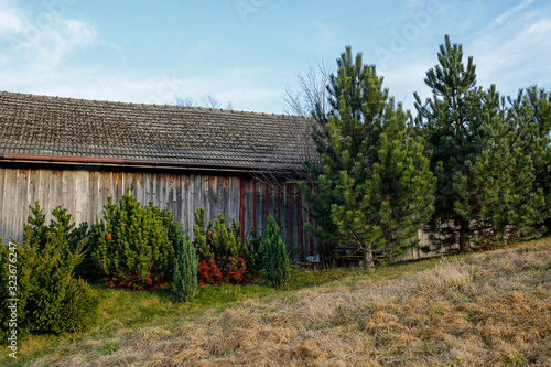 Wallpaper Mural wooden barn and coniferous trees Torontodigital.ca
