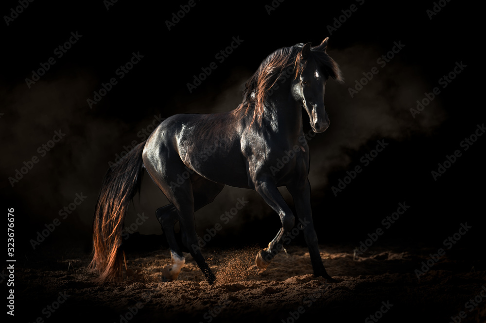 Obraz Fine art photo of a black Berber horse running through the sand