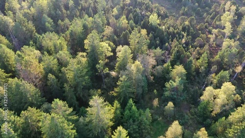 Drone flight over mixed swamp forest, full frame photo