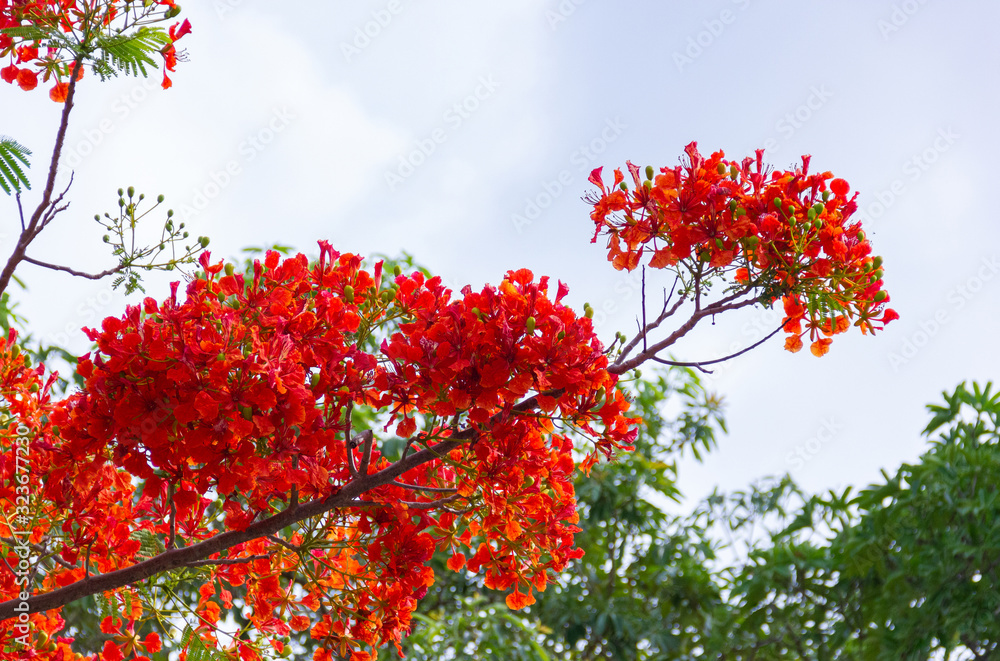 Flam boyant, The Flame Tree, Royal Poinciana flower buds and the flowers bloom beautifully on the tree . Flam boyant, The Flame Tree, Royal Poinciana flower buds and the flowers bloom beautifully on the tree .