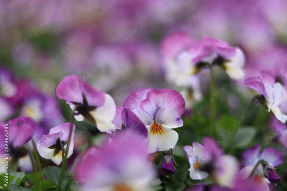 Obraz premium colorful pansy in the park ,japan,tokyo