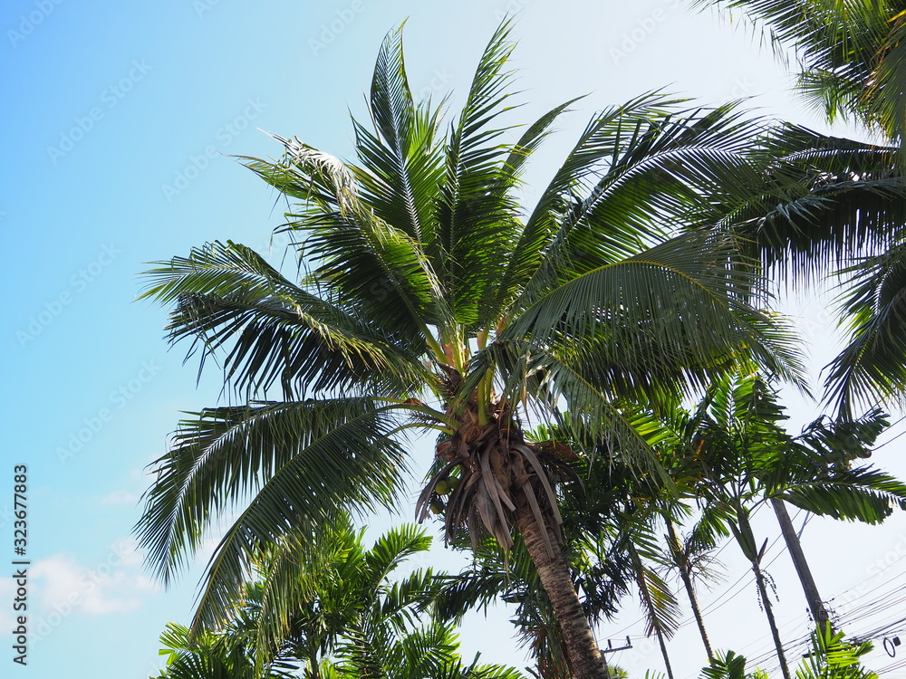 Obraz premium ヤシの木