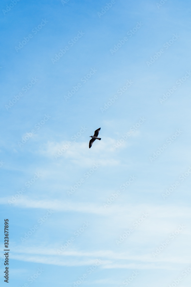 A seagull flying free in the blue sky with a few clouds above the sea