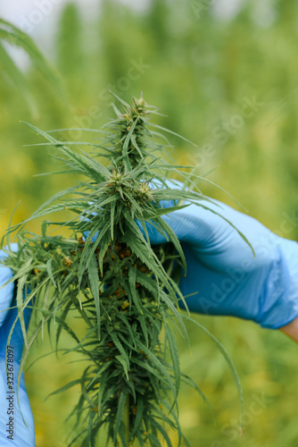 Farmer in gloves inspecting hemp plant on commercial agriculural field photo