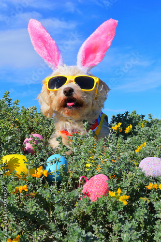funny easter bunny dog