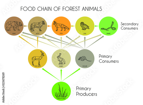 Food chain of forest animals. Energy flow in an ecosystem. Vector illustration isolated on a white background.