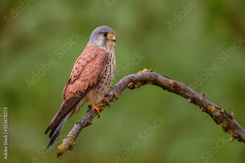 Eurasian Kestrel - Falco tinnunculus, beautiful bird of prey from European and Asian forest, Hortobagy, Hungary. © David