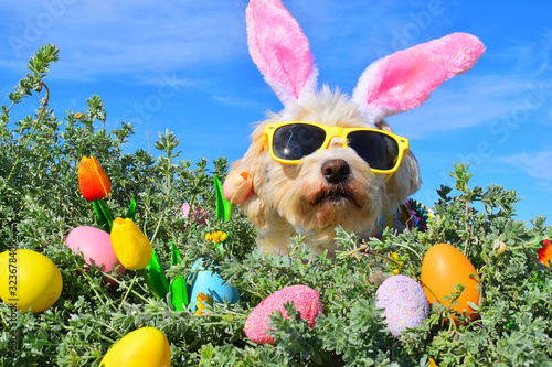 funny easter bunny dog
