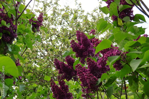 spring lilac flowers in Zelenogradsk Russia