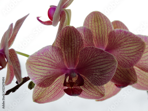 pink orchid flowers in daylight
