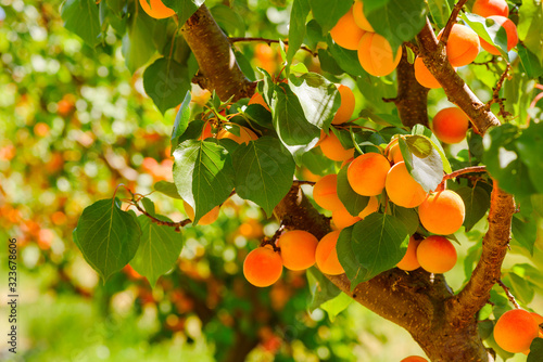 Fototapeta Ripe apricots on a tree in orchard
