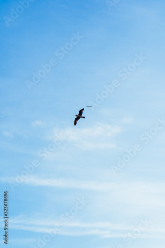 A seagull flying free in the blue sky with a few clouds above the sea