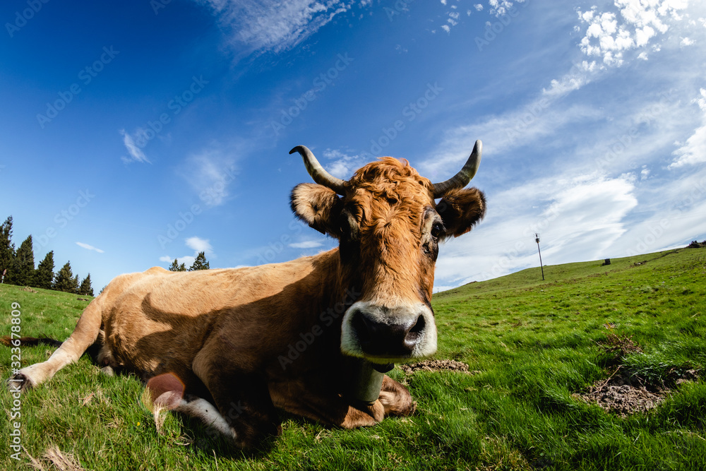 Bulls and cows living in freedom in the mountains Bulls and cows living in freedom in the mountains
