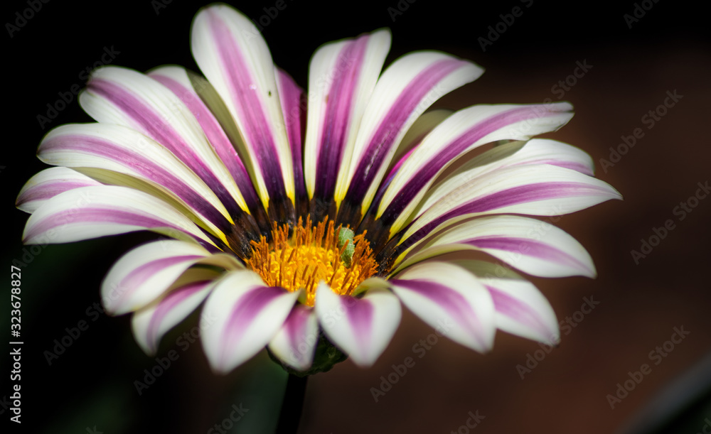 Obraz premium Purple and White open flower bloom on a dark background