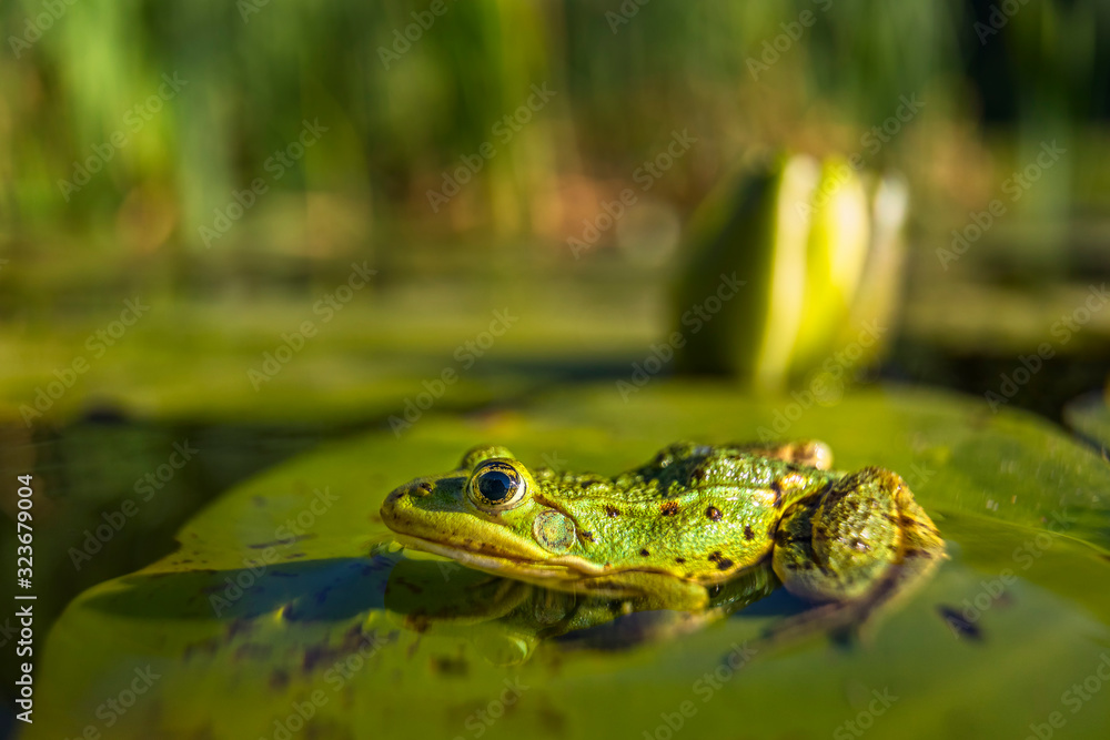 Obraz premium A frog sitting in water.