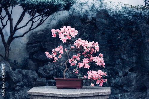 Photography Pink blooming camellia in a pot