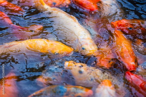 Traditional koi carps in the pond. Multi-colored red, orange, white bright carps begging for food. Chinese water garden with carps