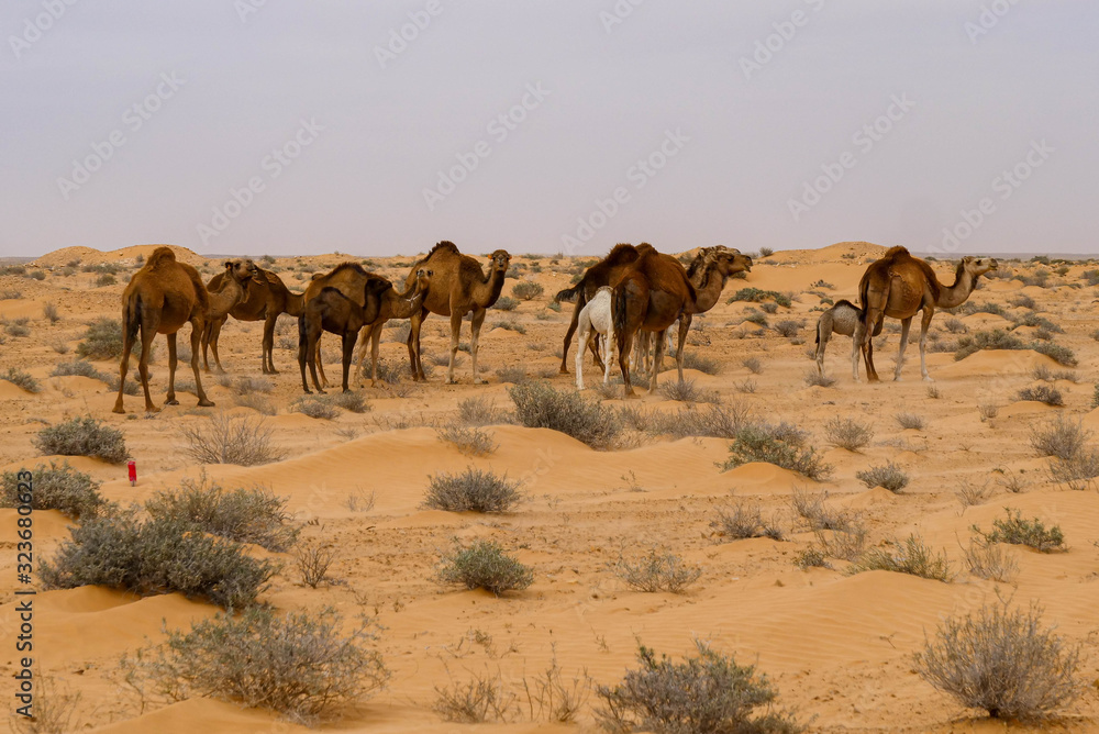 Wild camels in the desert, large and small camels for a walk Wild camels in the desert, large and small camels for a walk