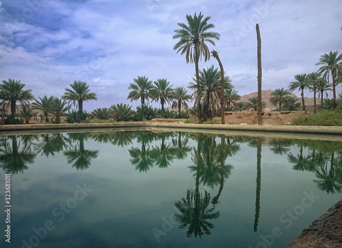 Palm reflection on a pool photo