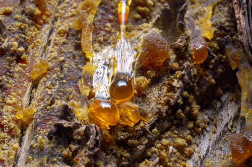 Amber drops of pine resin. Living three drops flow down the bark of the pine trunk.