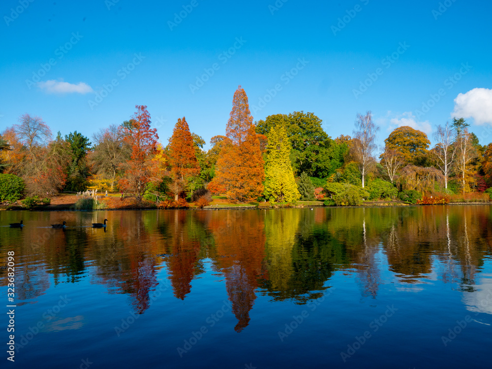 Three ducks swimming in front of an autumn landscape beautiful colored trees over the lake glowing in sunlight. wonderful picturesque background.