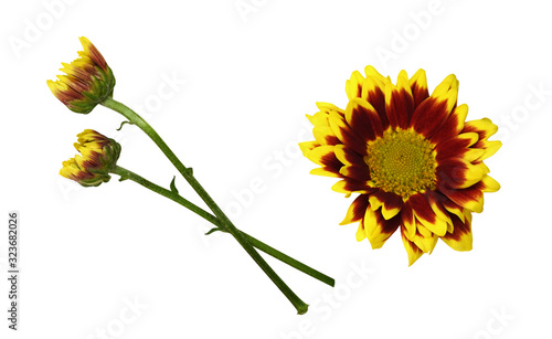 Set of yellow and red chrysanthemum flower and buds photo