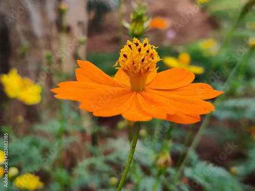 Yellow jacobaea vulgaris flowers with green background photo