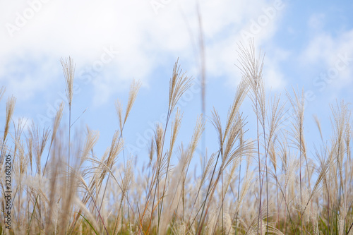 Wild blooming grass in field meadow in nature on background sky with clouds
