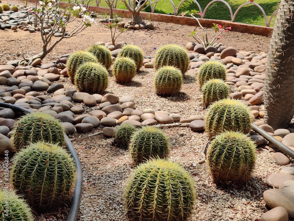 The blossoming Parodia magnifica cactus in a soil The blossoming Parodia magnifica cactus in a soil