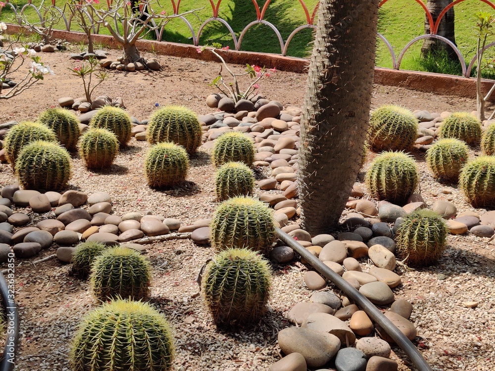 The blossoming Parodia magnifica cactus in a soil The blossoming Parodia magnifica cactus in a soil