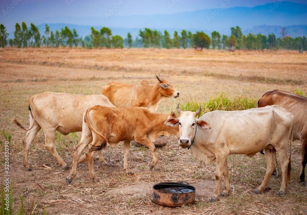 Thai cows are eating grass in the farmer's fields
