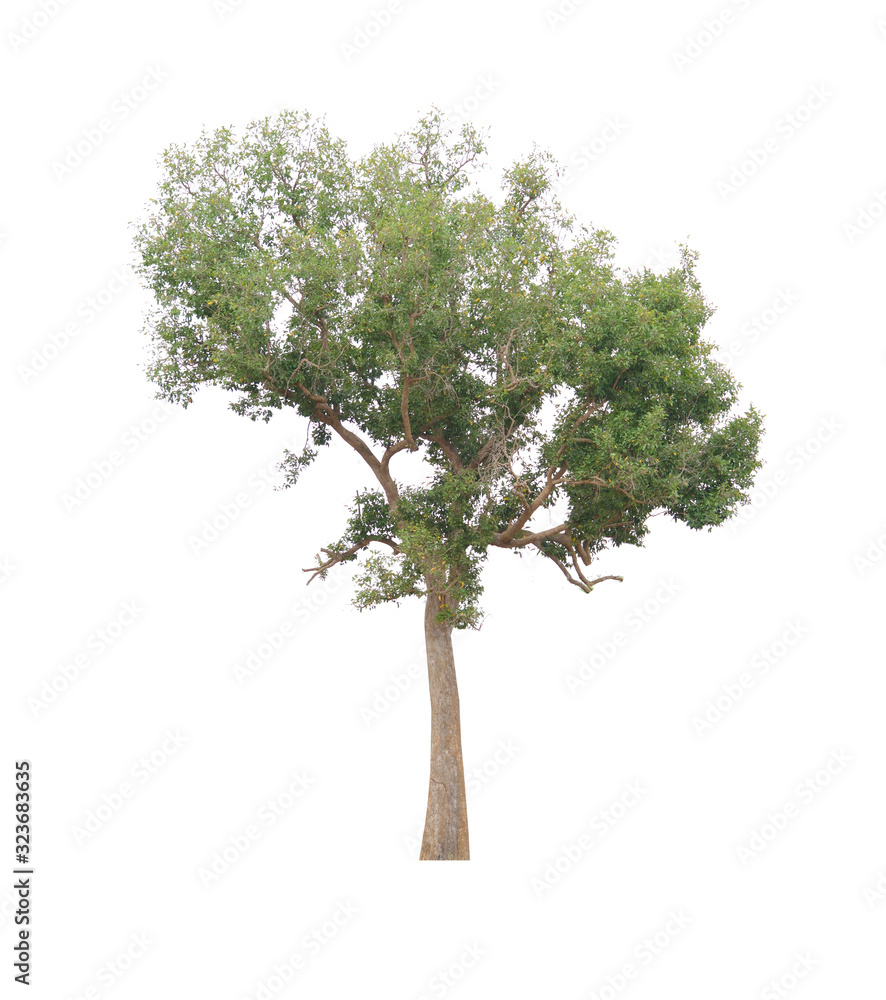 Obraz premium Big isolated green tree on white background.