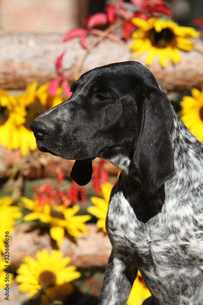 German Shorthaired Pointer in autumn