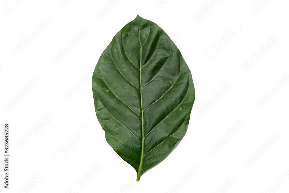 leaf isolated on white background File contains a clipping path. leaf isolated on white background File contains a clipping path.