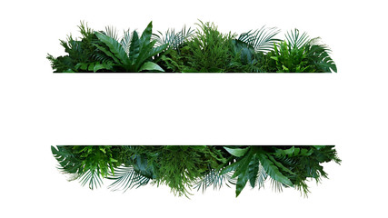 Green leaves nature frame layout of tropical plants bush (Monstera, palm, fern, rubber plant, pine, birds nest fern) foliage floral arrangement on white background with clipping path.